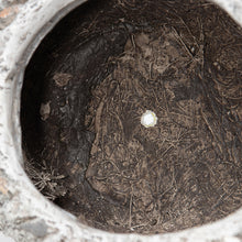 Load image into Gallery viewer, Stony Echidna Planter wHole &amp; Plug 40x25x24cm
